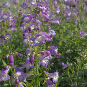 Galane Alice Hindley - Penstemon - Willemse