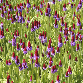 Primula vialii - Primevère des marais - Primevère