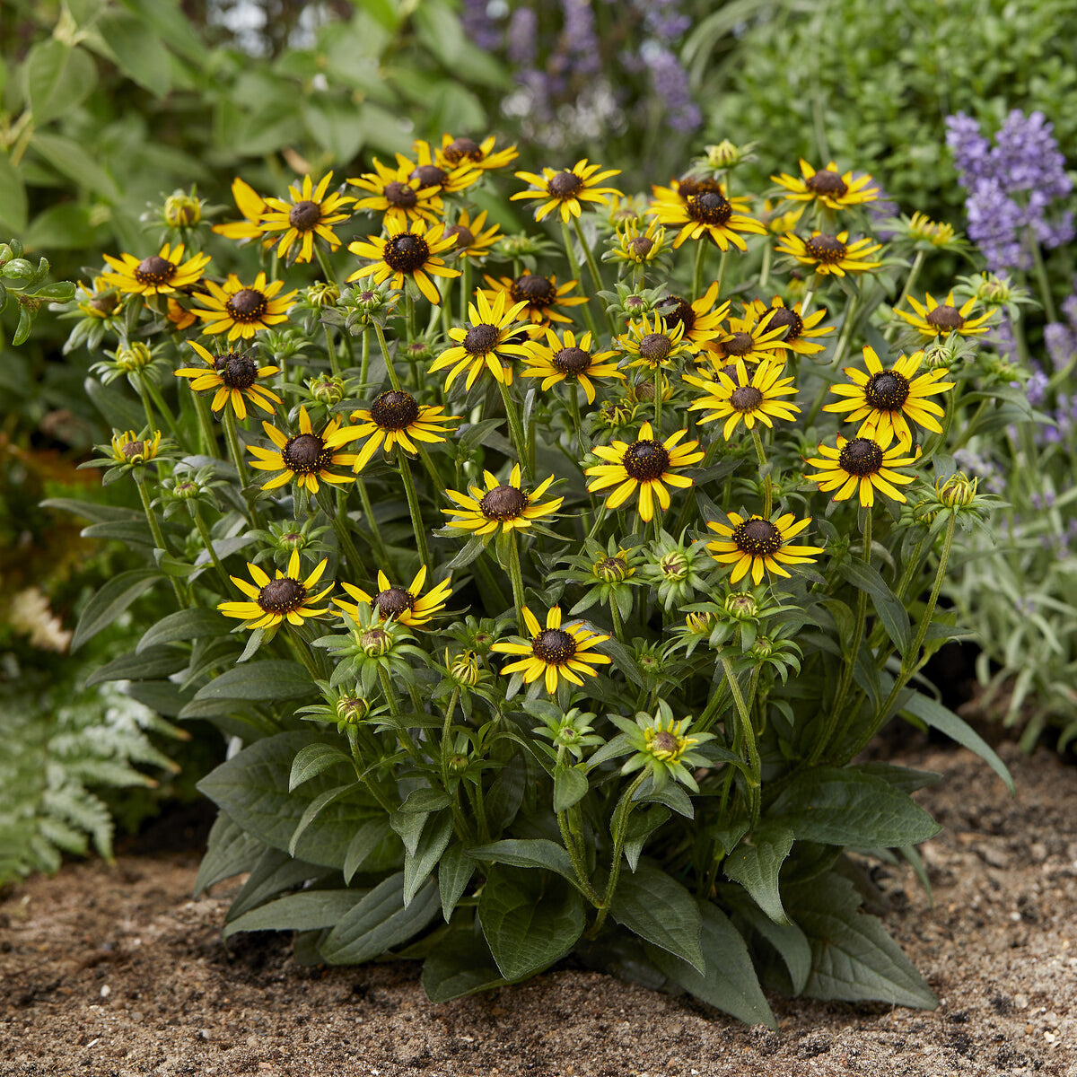 Rudbeckia fulgida Little Goldstar - Rudbeckia Little Goldstar - Rudbeckia