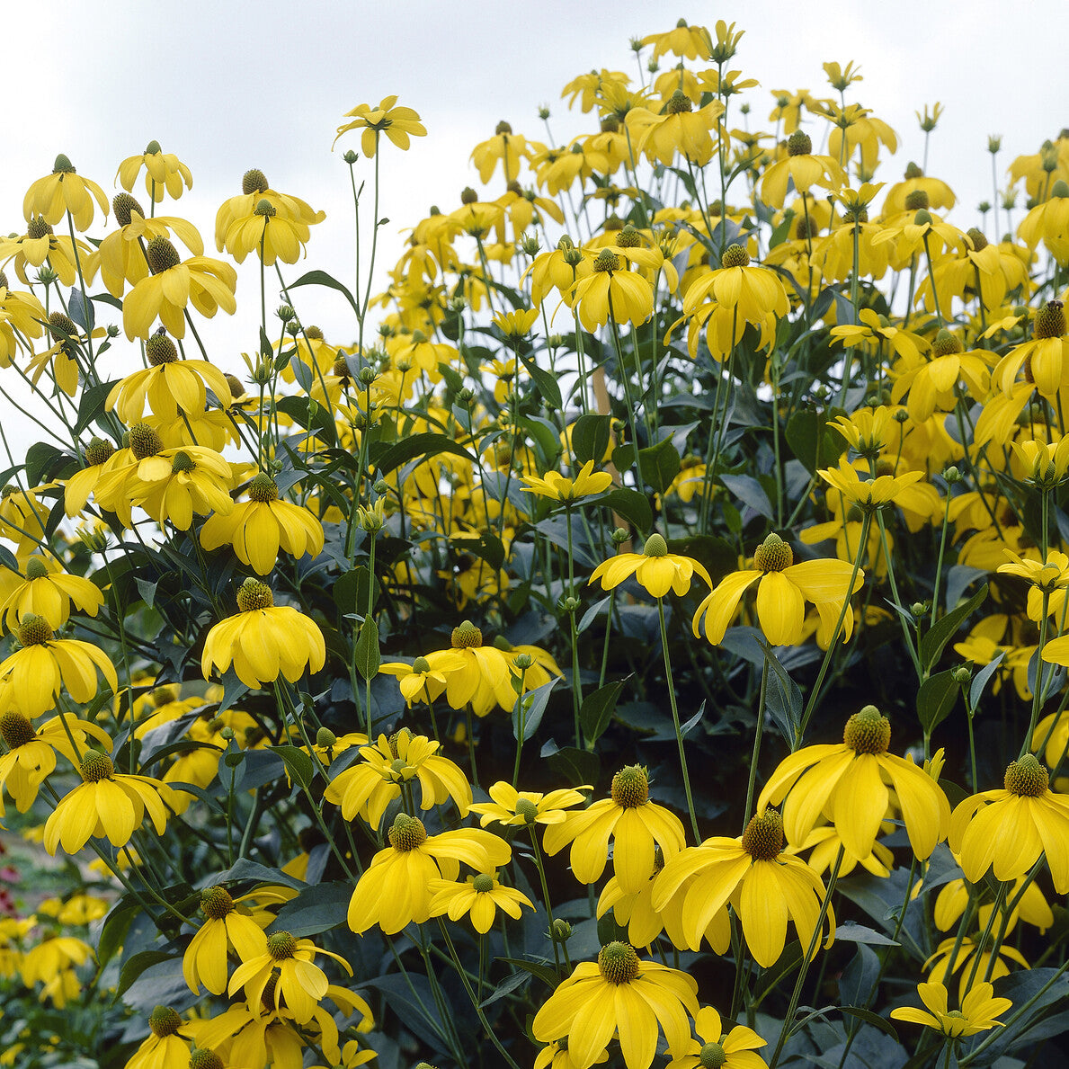 Rudbéckie Herbstsonne Rudbeckia Autumn Sun