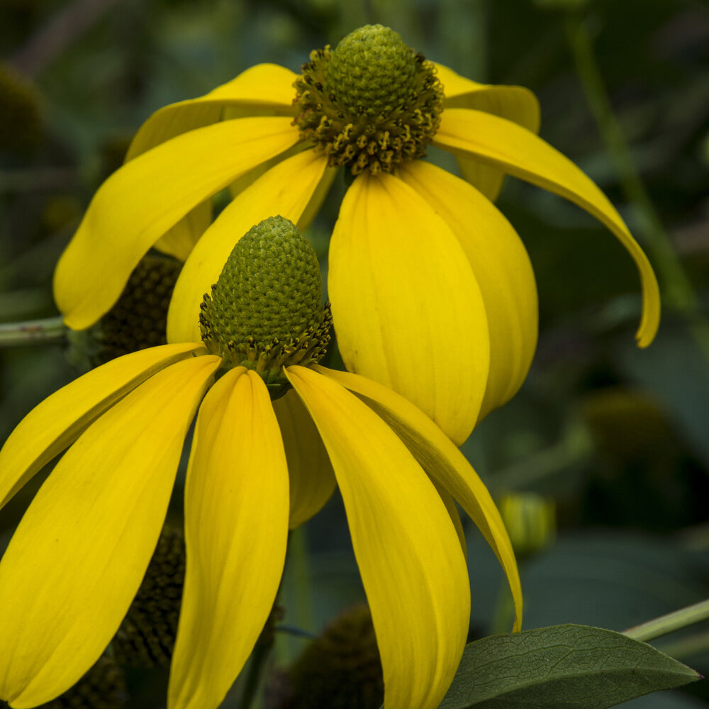 Rudbéckie Herbstsonne Rudbeckia Autumn Sun