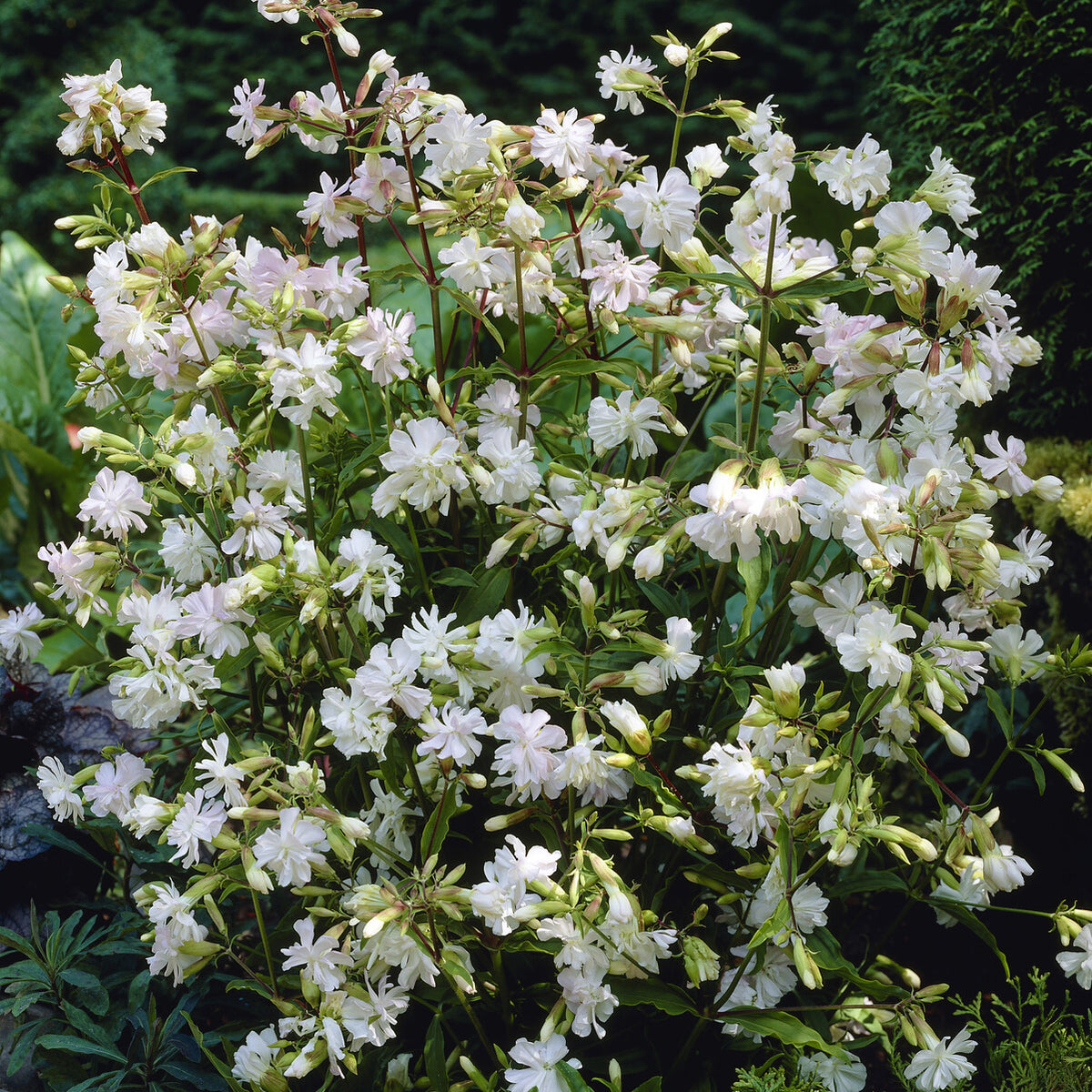 Saponaire officinale Alba Plena Saponaire à fleurs doubles blanches