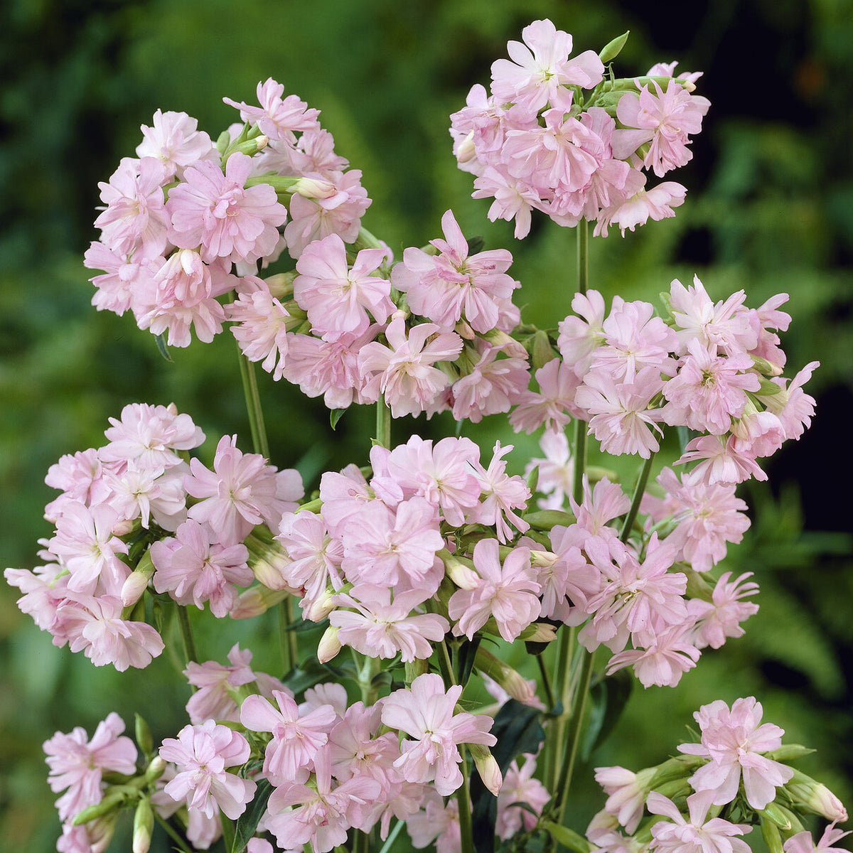 Saponaire officinale Rosea Plena Saponaire à fleurs doubles roses