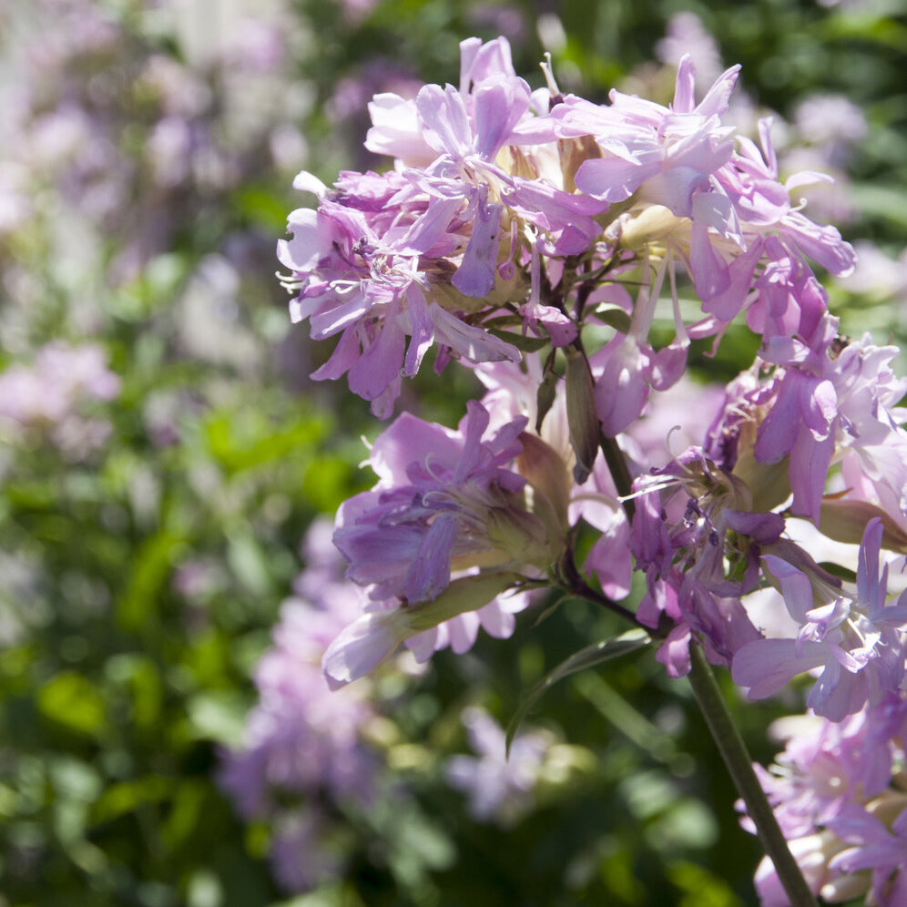 Saponaire officinale Rosea Plena Saponaire à fleurs doubles roses