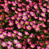 3 Saxifrages mousse Peter Pan - Willemse