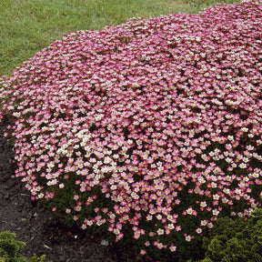 Saxifraga arendsii Peter Pan - 3 Saxifrages mousse Peter Pan - Saxifrage