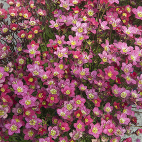 3 Saxifrages mousse Peter Pan - Saxifraga arendsii Peter Pan - Willemse