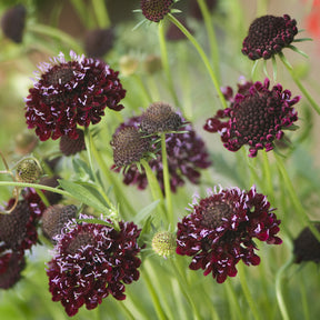 Scabieuse pourpre Chile Black - Scabiosa atropurpurea Chile Black - Willemse