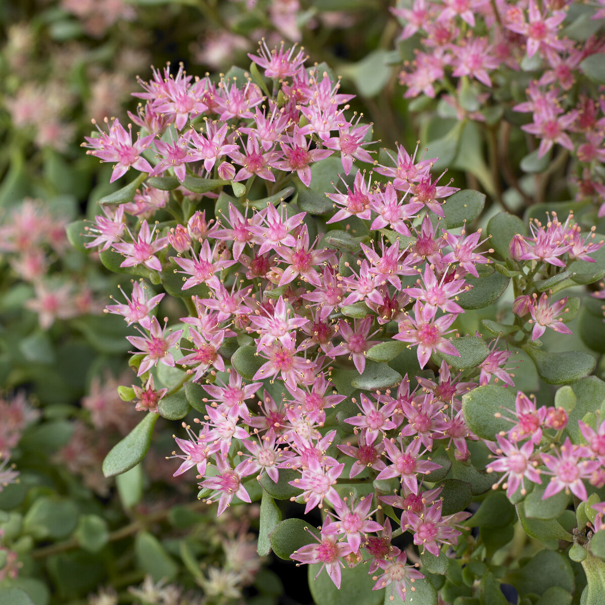 3 Sedum Lidakense - Willemse