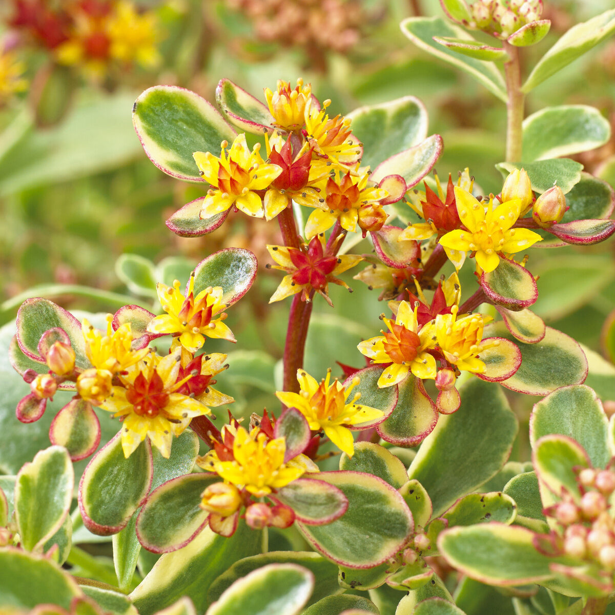 3 Sedum du Kamtschaka panaché - Willemse