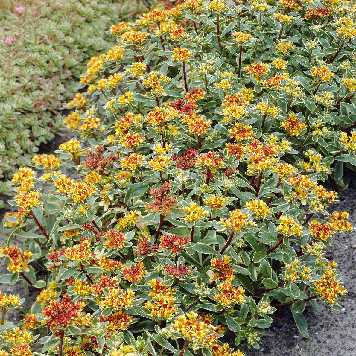 3 Sedum du Kamtschaka panaché - Sedum kamtschaticum Variegatum - Willemse