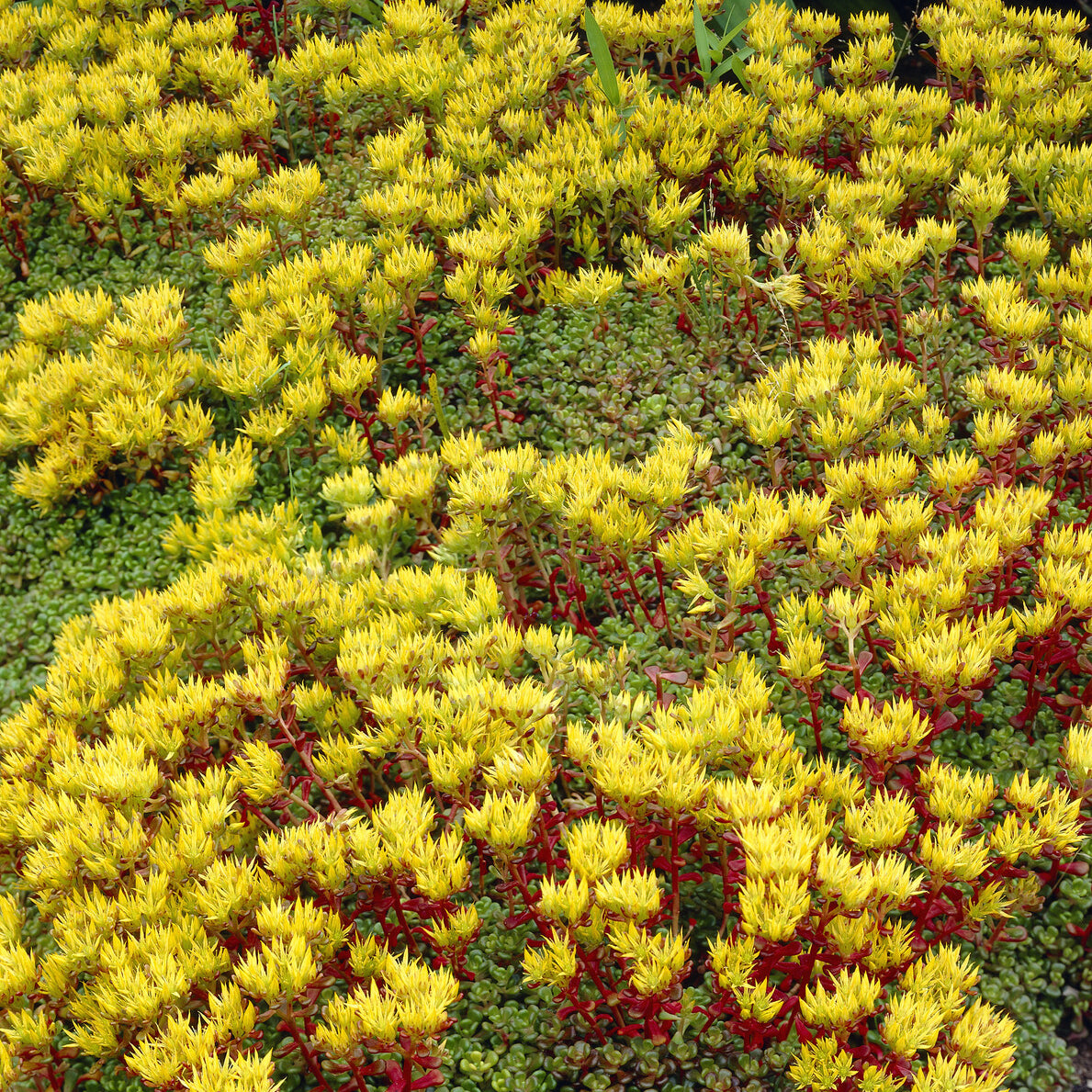 3 Sedum de l'Oregon - Willemse