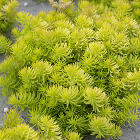 Vente Sedum des rochers Angelina - Sedum reflexum Angelina