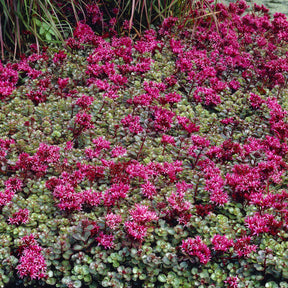 Vente Sedum spurium Fuldaglut - Sedum spurium Fuldaglut