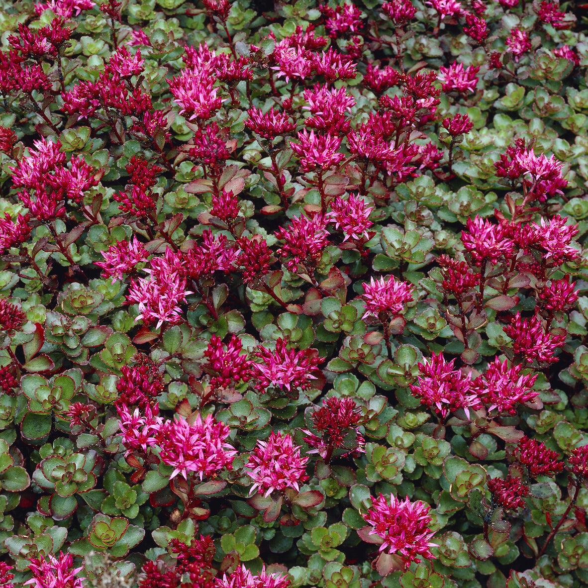 Sedum spurium Fuldaglut - Sedum spurium Fuldaglut - Sédums