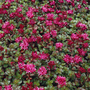 Sedum spurium Fuldaglut - Sedum spurium Fuldaglut - Sédums