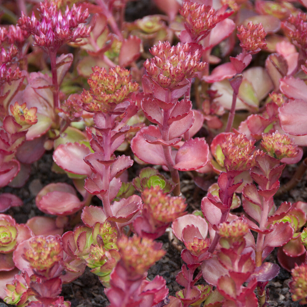 Sédums - Sedum spurium Fuldaglut - Sedum spurium Fuldaglut