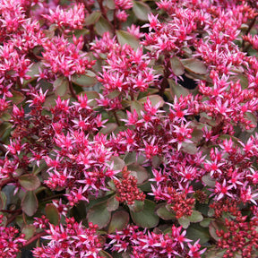 Vente Sedum spurium Fuldaglut