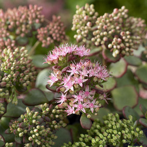 3 Sedum de Siebold - Sedum sieboldii - Willemse