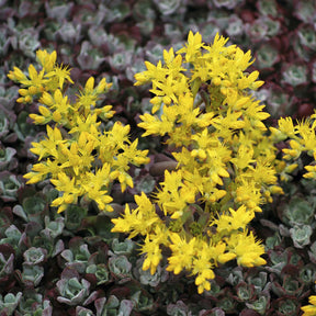 Sédums - 3 Sedum spatulé Purpureum - Sedum spathulifolium Purpureum