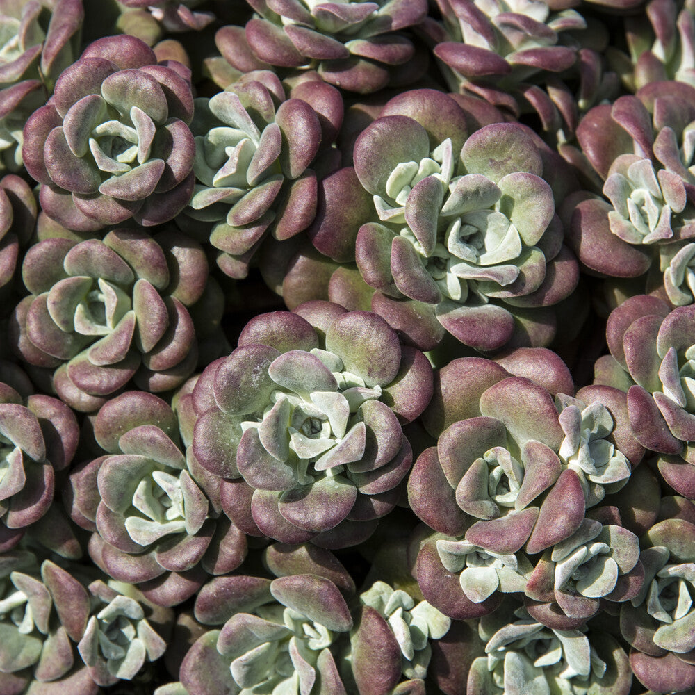 Sedum spathulifolium Purpureum - 3 Sedum spatulé Purpureum - Sédums