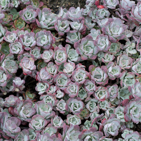 3 Sedum spatulé Purpureum - Sedum spathulifolium Purpureum - Willemse