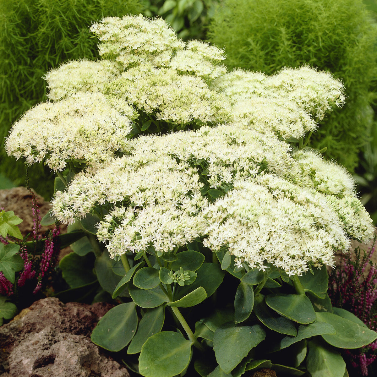 Sedum Stardust - Willemse