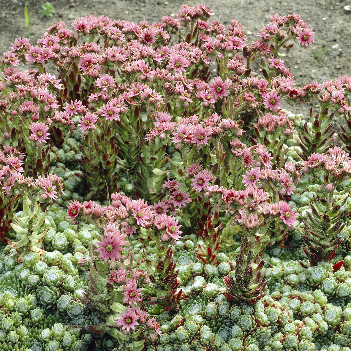 3 Joubarbes à toile d'araignée - Sempervivum