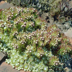 3 Joubarbes à toile d'araignée - Sempervivum