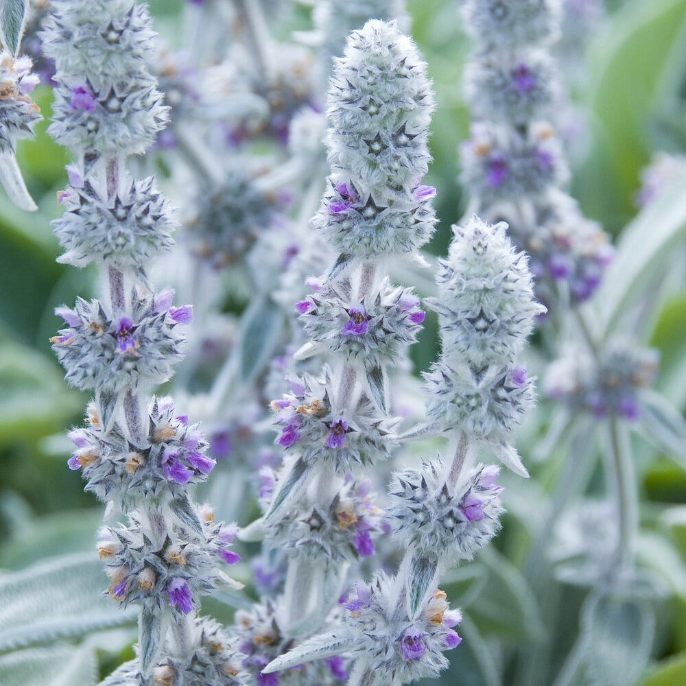 Oreille de Lapin Big Ears - Epiaire de byzance - Stachys byzantina Big Ears - Willemse