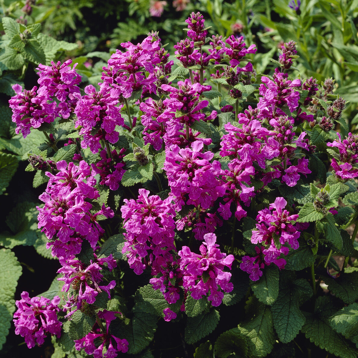 Stachys grandiflora Superba - Epiaire à grandes fleurs Superba - Épiaire - Stachys