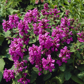 Stachys grandiflora Superba - Epiaire à grandes fleurs Superba - Épiaire - Stachys