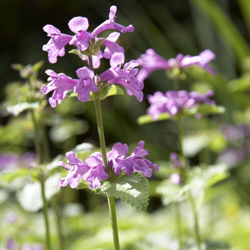 Epiaire à grandes fleurs Superba - Stachys grandiflora Superba - Willemse