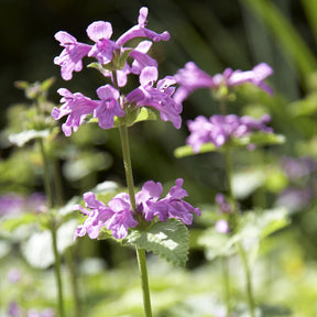 Epiaire à grandes fleurs Superba - Stachys grandiflora Superba - Willemse