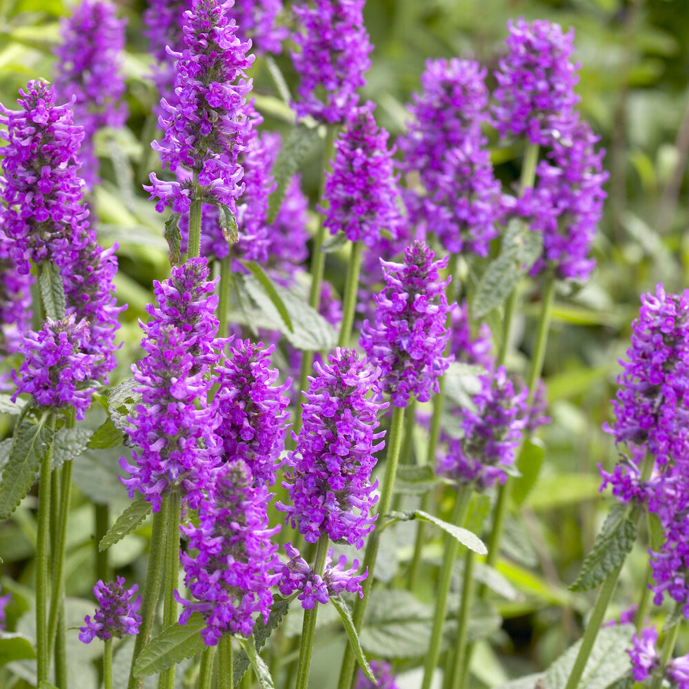 Stachys monieri Hummelo - Epiaire Hummelo - Épiaire - Stachys