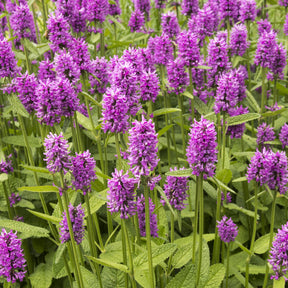 Epiaire Hummelo - Stachys monieri Hummelo - Willemse