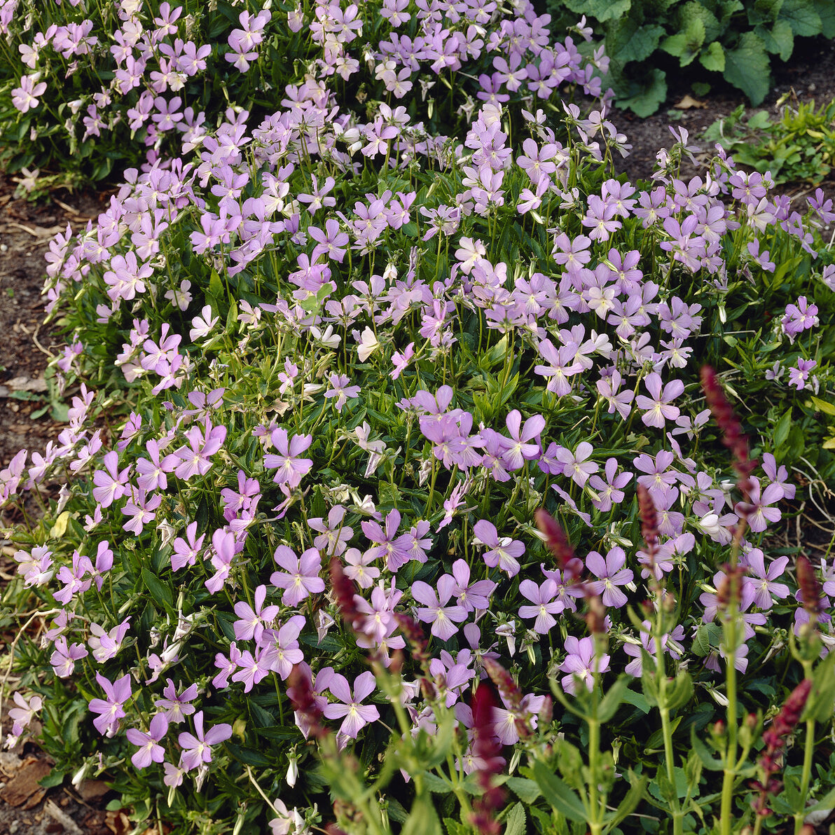 3 Violettes cornue Boughton Blue - Pensée - Willemse