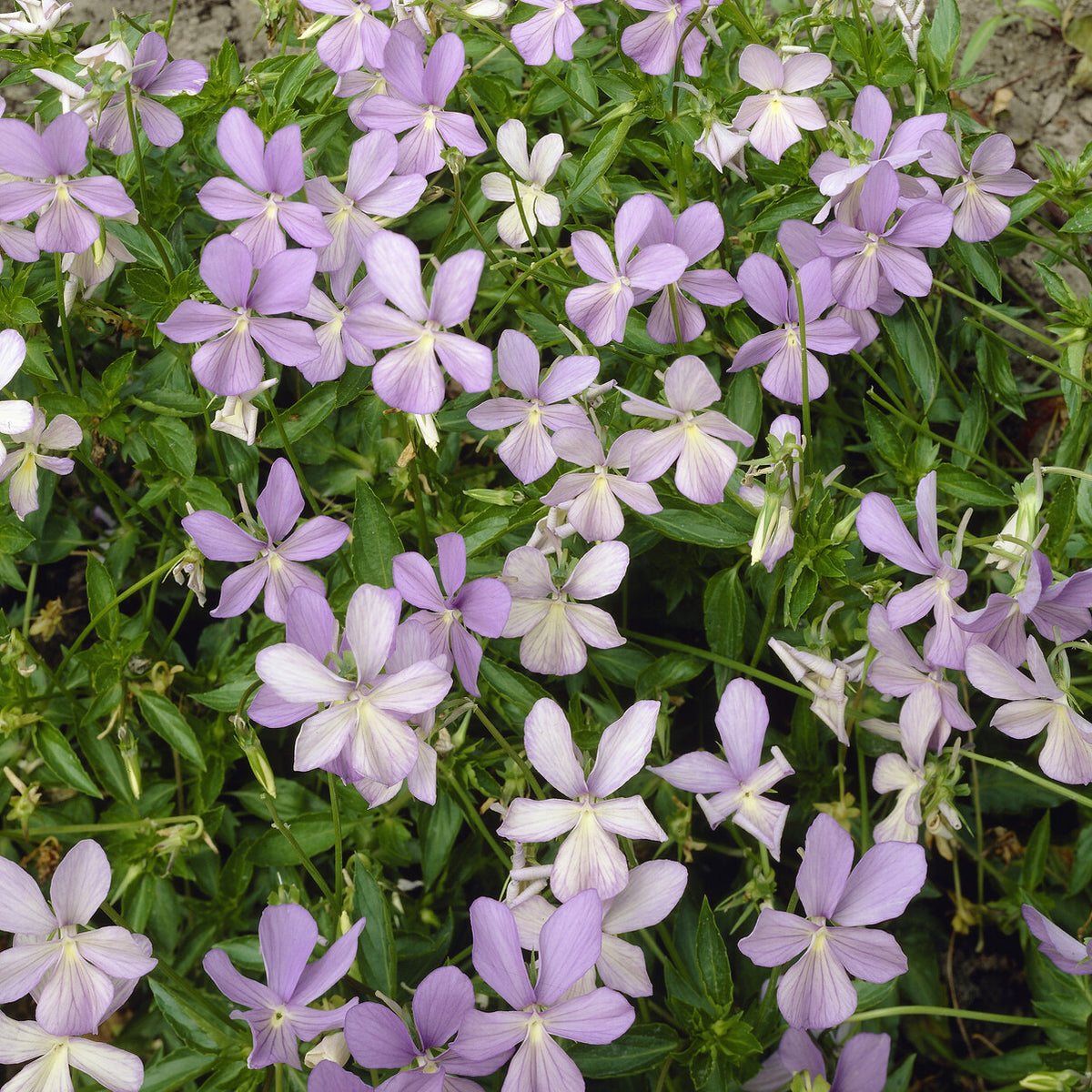 3 Violettes cornue Boughton Blue - Pensée - Viola cornuta Boughton Blue - Willemse