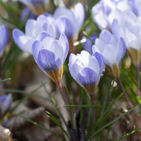 10 Crocus Blue Pearl - Willemse