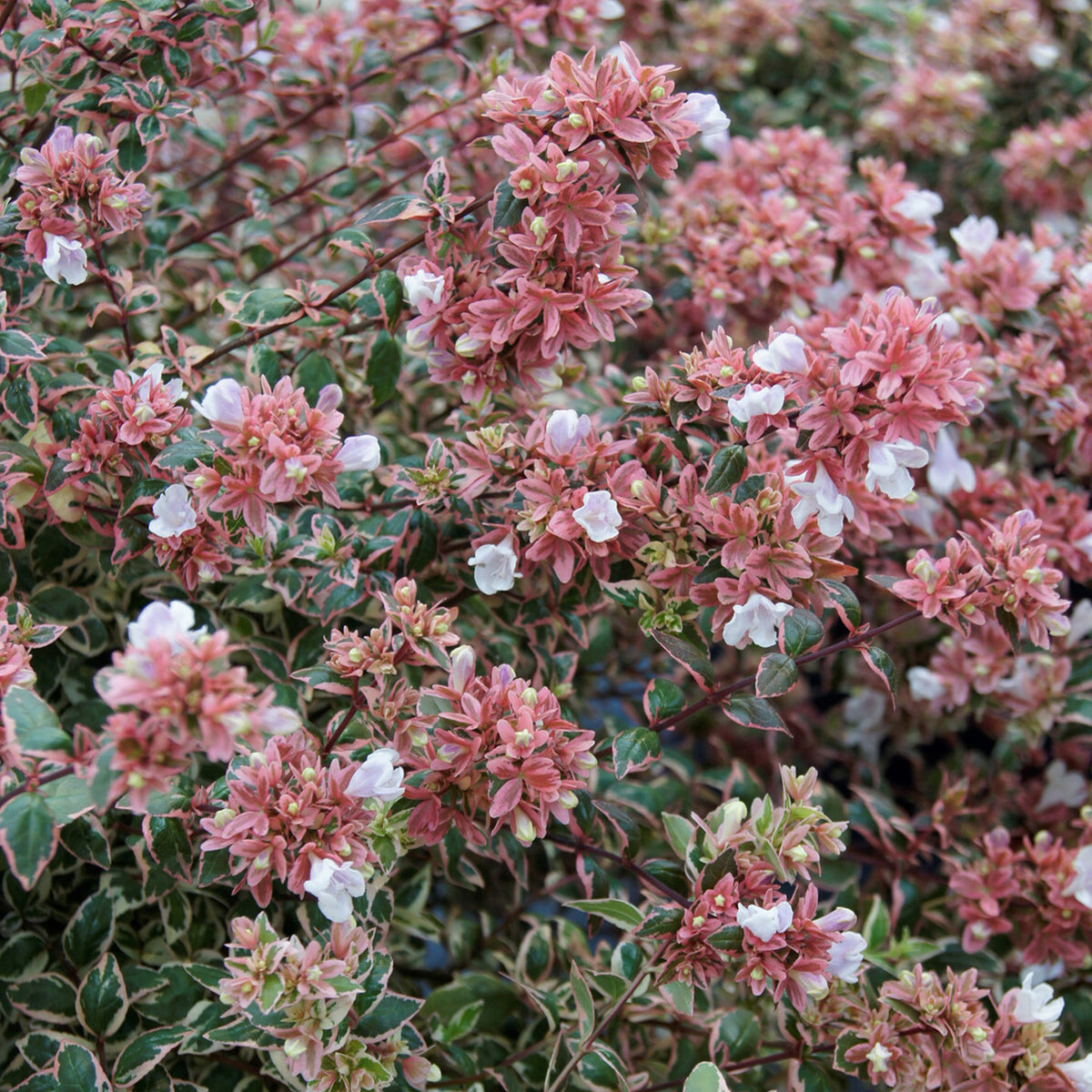 Abélia à grandes fleurs Magic Daydream® - Willemse