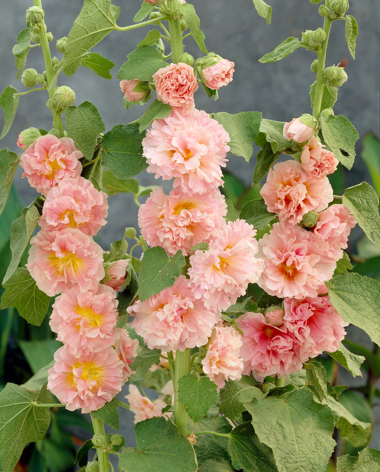 Rose trémière Chaters Double Apricot - Willemse