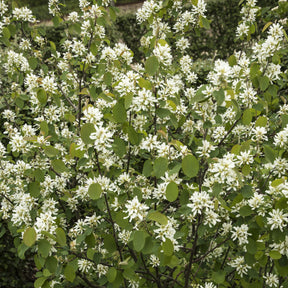 Amélanchier - Amélanchier des Bois - Amelanchier rotundifolia