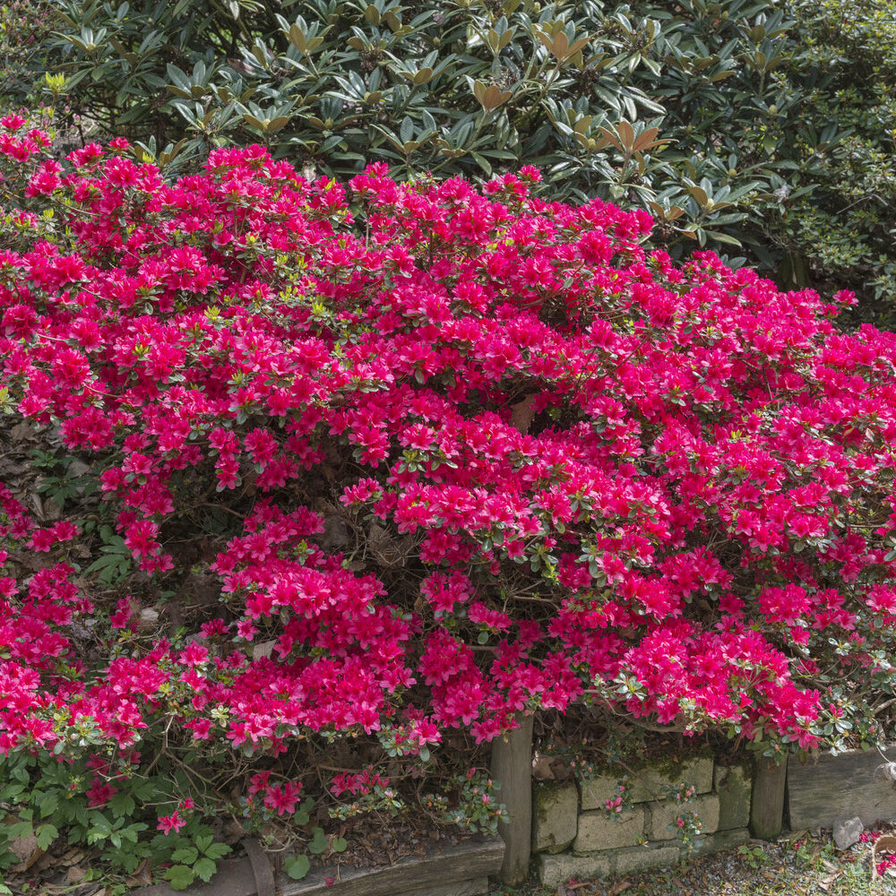 Azalée du Japon Hino Crimson - Azalea japonica Hino Crimson - Willemse