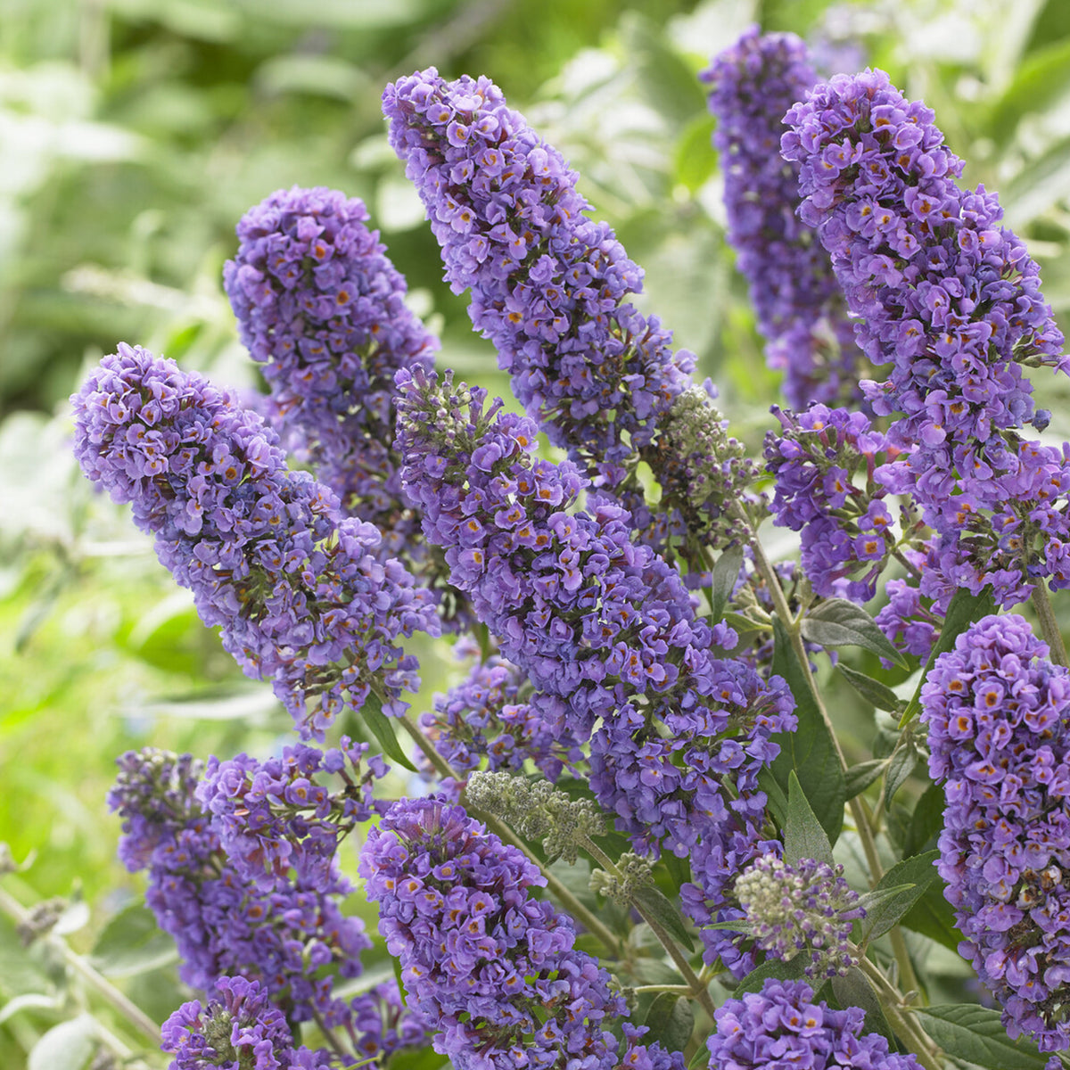 Arbre à papillons nain Free Petite© Blue Heaven - Buddleja davidii Free Petite® Blue Heaven - Willemse