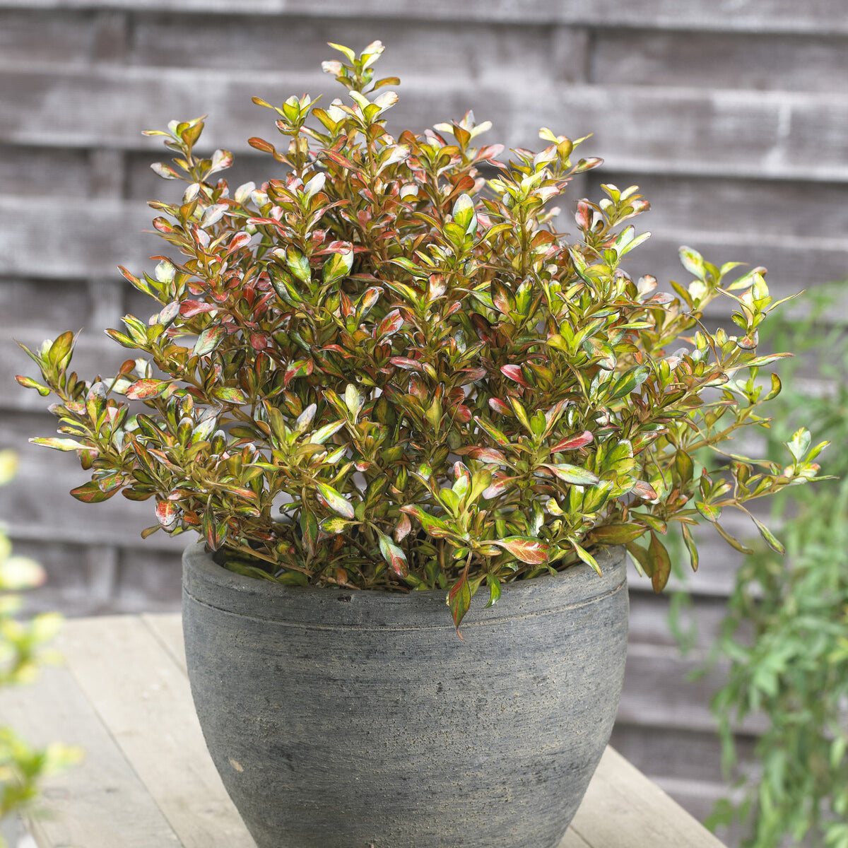 Coprosma Evening Glow - Willemse