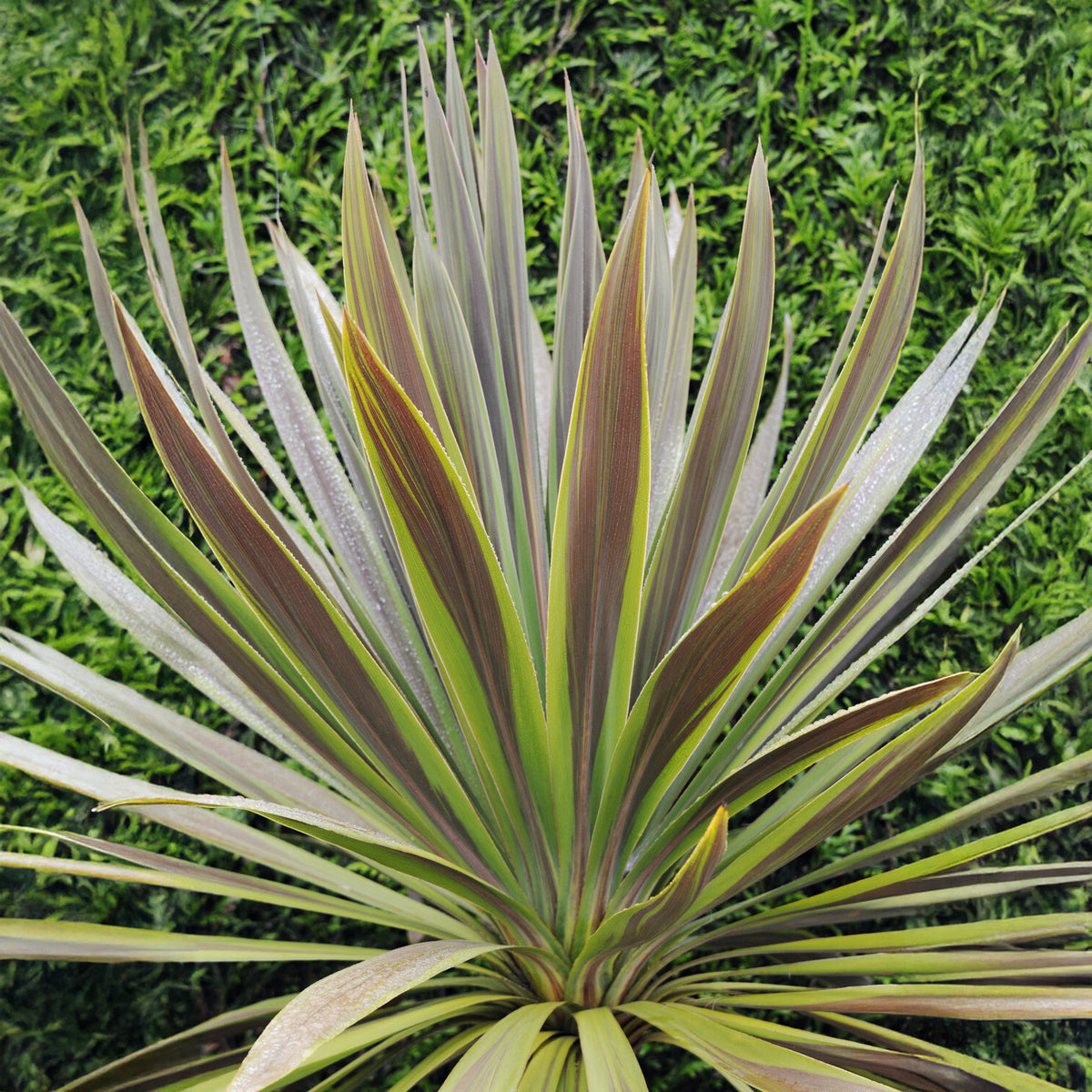 Cordyline australis Choc-Mint® - Willemse