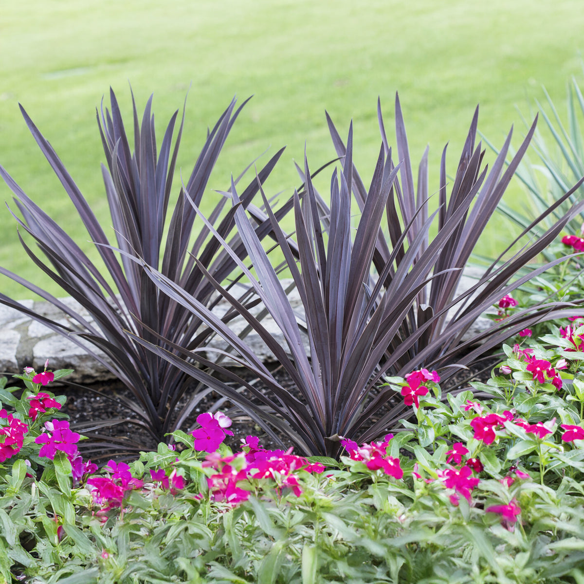 Cordyline australis Red Sensation® - Willemse