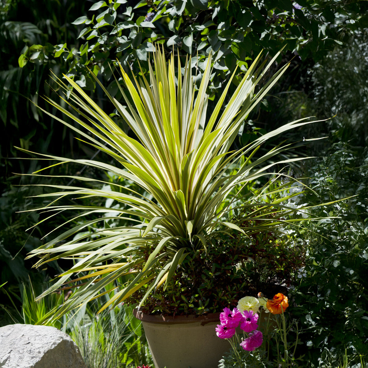 Cordyline australis Torbay Dazzler® - Cordyline australis Torbay Dazzler® - Willemse