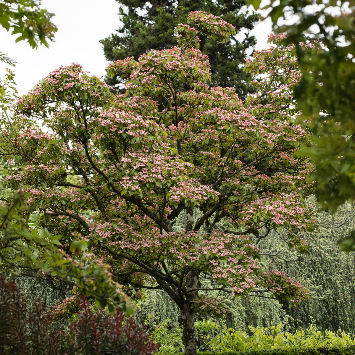 Cornouiller du Japon Satomi - Cornus kousa Satomi - Willemse