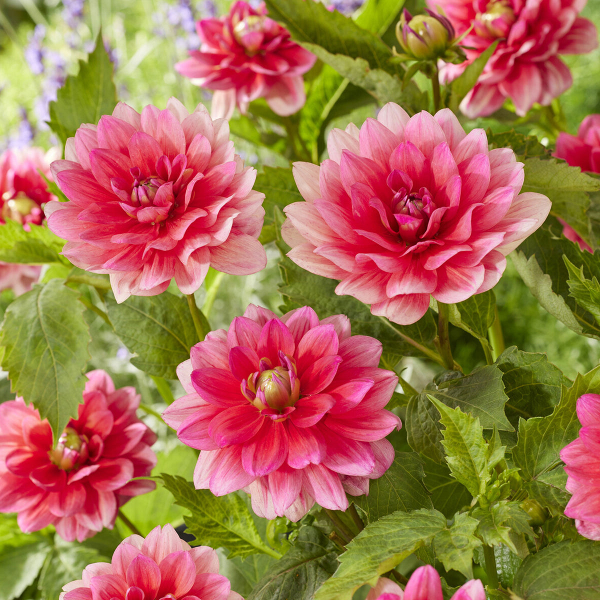 Dahlia nain Berliner Kleene - Willemse